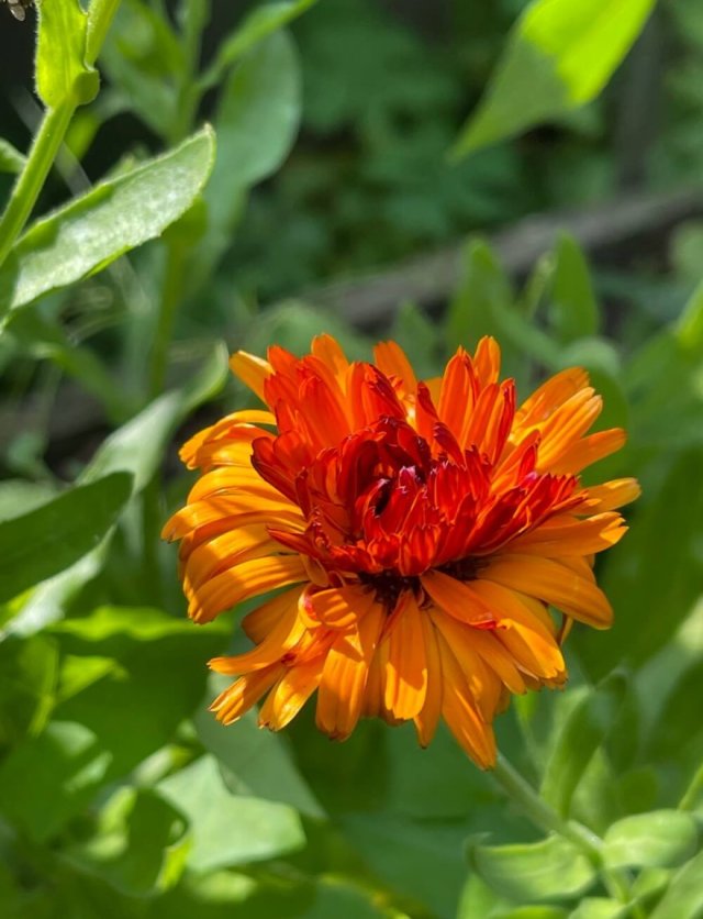 Winterharde eenjarigen: speelse bloemen die overal opduiken